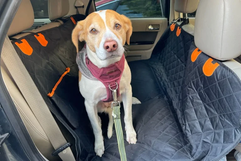 Best Car Seat Covers for Dogs